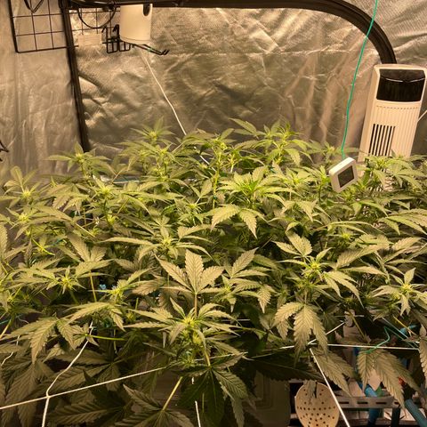 Moby dick XXL  [auto] growlog timeline photo