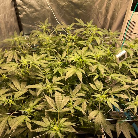 Moby dick XXL  [auto] growlog timeline photo