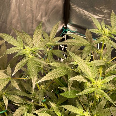Moby dick XXL  [auto] growlog timeline photo