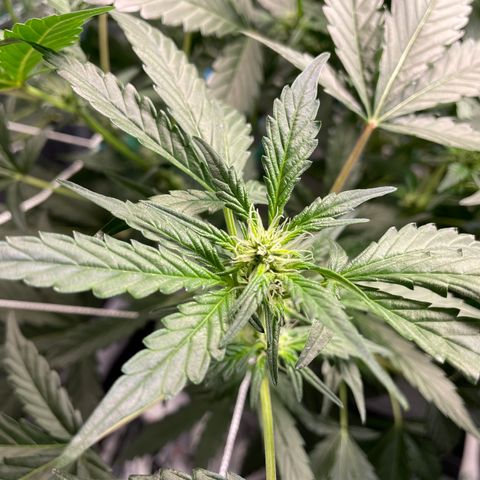 Moby dick XXL  [auto] growlog timeline photo