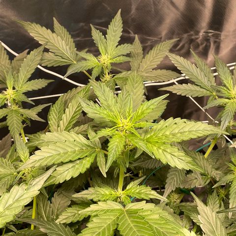 Moby dick XXL  [auto] growlog timeline photo