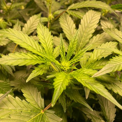 Moby dick XXL  [auto] growlog timeline photo
