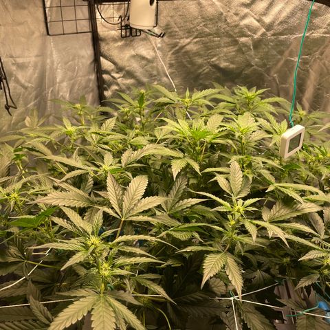 Moby dick XXL  [auto] growlog timeline photo
