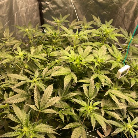 Moby dick XXL  [auto] growlog timeline photo