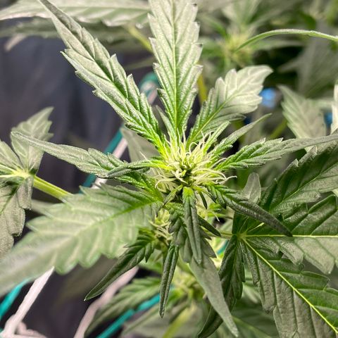 Moby dick XXL  [auto] growlog timeline photo