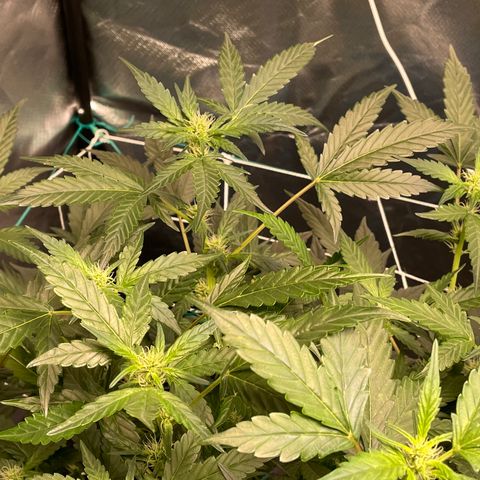 Moby dick XXL  [auto] growlog timeline photo