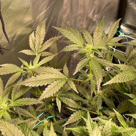 Moby dick XXL  [auto] growlog timeline photo