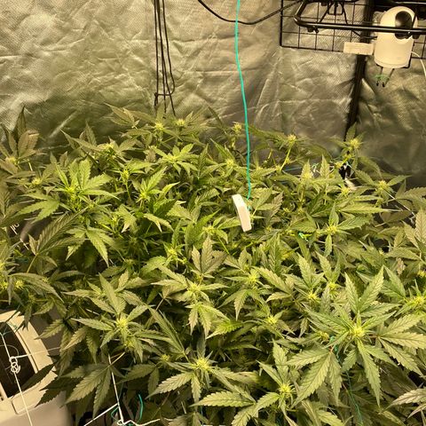 Moby dick XXL  [auto] growlog timeline photo