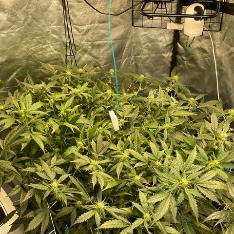 Moby dick XXL  [auto] growlog timeline photo