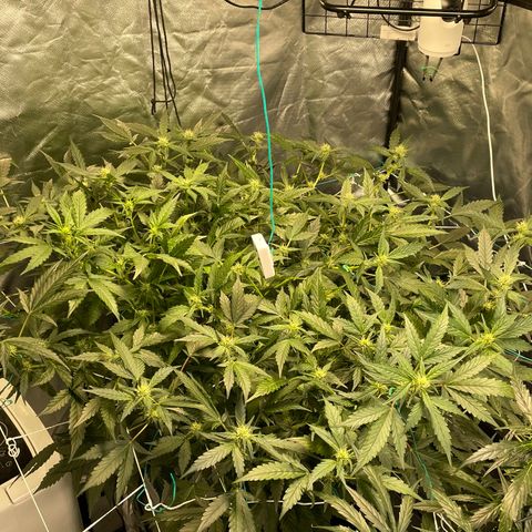 Moby dick XXL  [auto] growlog timeline photo