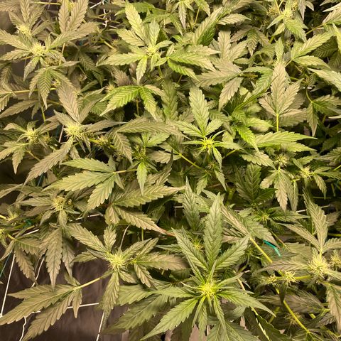 Moby dick XXL  [auto] growlog timeline photo