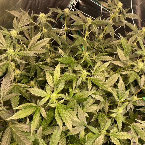 Moby dick XXL  [auto] growlog timeline photo