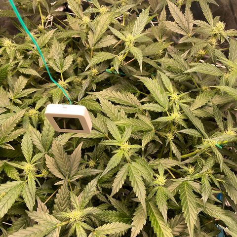 Moby dick XXL  [auto] growlog timeline photo