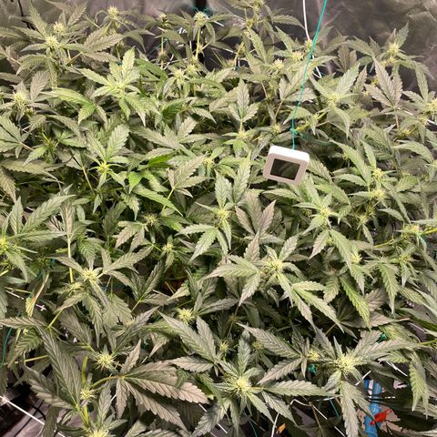 Moby dick XXL  [auto] growlog timeline photo
