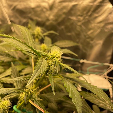Moby dick XXL  [auto] growlog timeline photo
