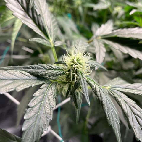 Moby dick XXL  [auto] growlog timeline photo