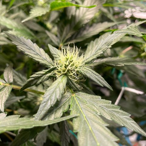 Moby dick XXL  [auto] growlog timeline photo