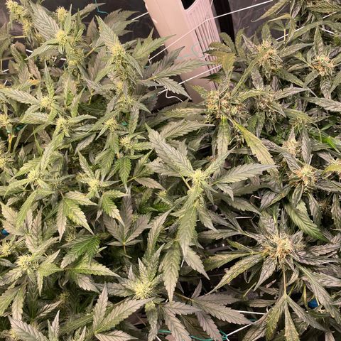Moby dick XXL  [auto] growlog timeline photo