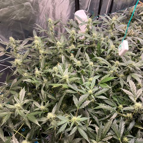 Moby dick XXL  [auto] growlog timeline photo