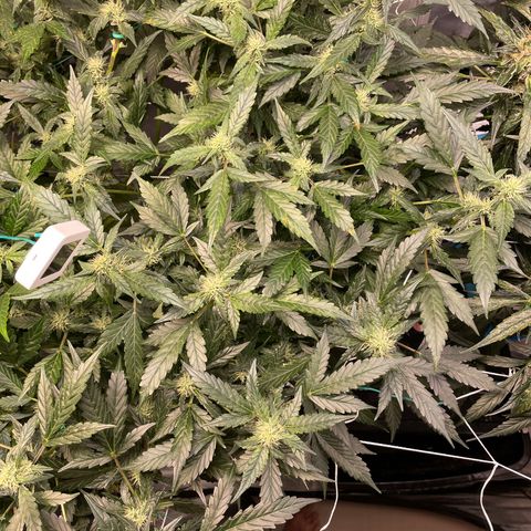 Moby dick XXL  [auto] growlog timeline photo