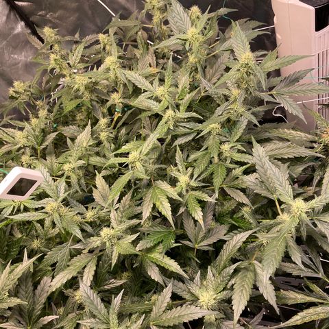 Moby dick XXL  [auto] growlog timeline photo