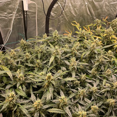 Moby dick XXL  [auto] growlog timeline photo