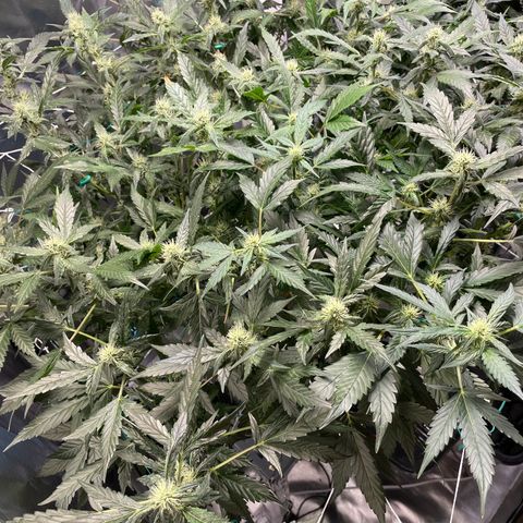 Moby dick XXL  [auto] growlog timeline photo