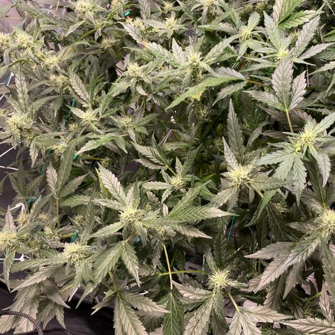 Moby dick XXL  [auto] growlog timeline photo