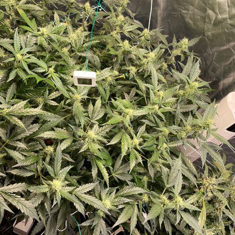 Moby dick XXL  [auto] growlog timeline photo
