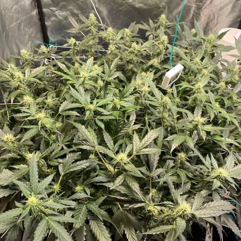 Moby dick XXL  [auto] growlog timeline photo
