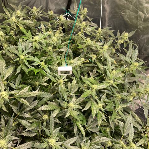 Moby dick XXL  [auto] growlog timeline photo