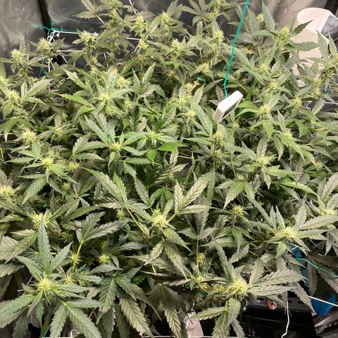 Moby dick XXL  [auto] growlog timeline photo