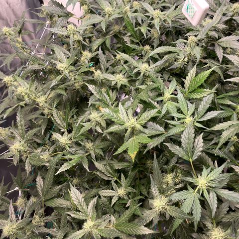 Moby dick XXL  [auto] growlog timeline photo