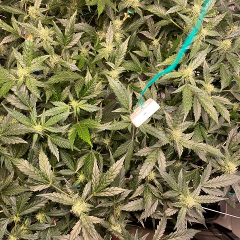 Moby dick XXL  [auto] growlog timeline photo