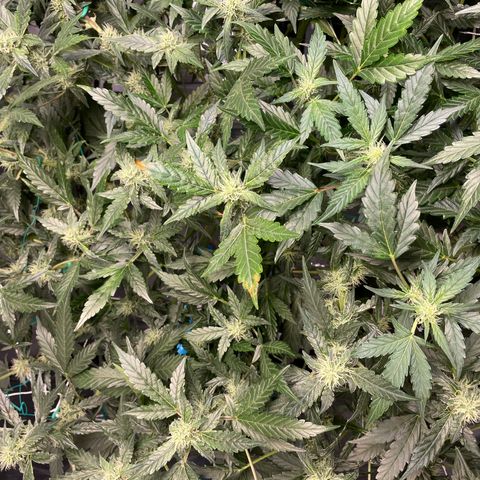 Moby dick XXL  [auto] growlog timeline photo
