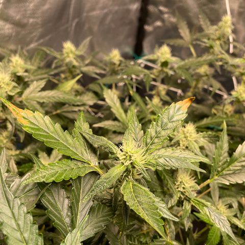Moby dick XXL  [auto] growlog timeline photo