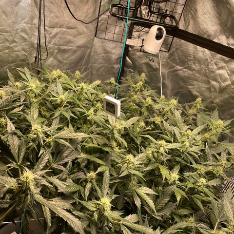 Moby dick XXL  [auto] growlog timeline photo