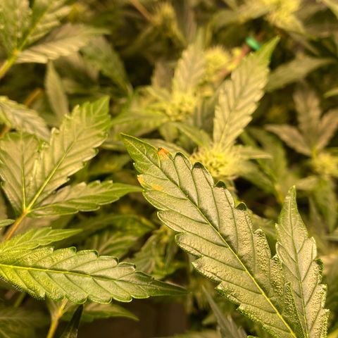Moby dick XXL  [auto] growlog timeline photo