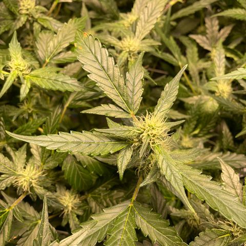 Moby dick XXL  [auto] growlog timeline photo