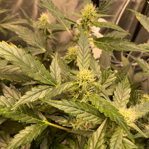 Moby dick XXL  [auto] growlog timeline photo