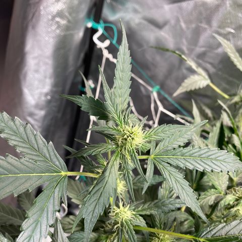 Moby dick XXL  [auto] growlog timeline photo