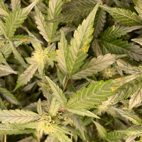 Moby dick XXL  [auto] growlog timeline photo