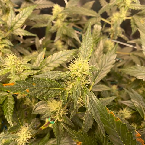 Moby dick XXL  [auto] growlog timeline photo