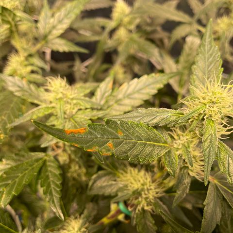 Moby dick XXL  [auto] growlog timeline photo