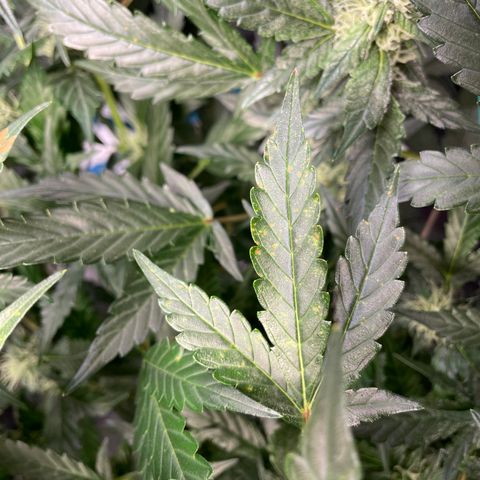 Moby dick XXL  [auto] growlog timeline photo