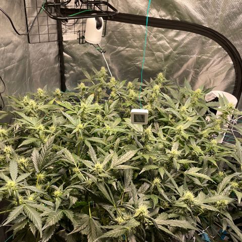 Moby dick XXL  [auto] growlog timeline photo