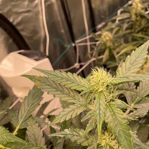 Moby dick XXL  [auto] growlog timeline photo