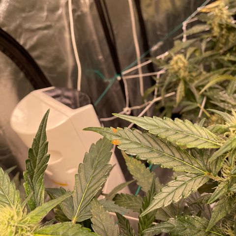 Moby dick XXL  [auto] growlog timeline photo