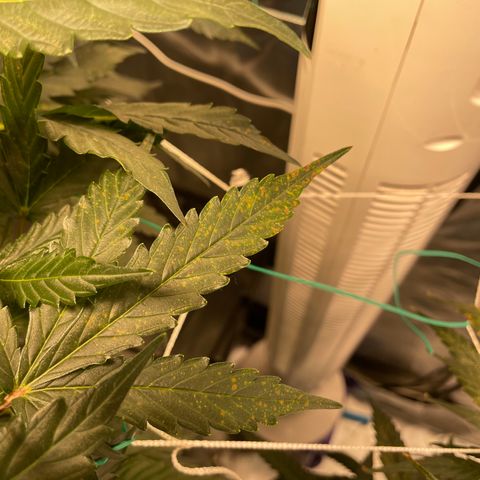 Moby dick XXL  [auto] growlog timeline photo