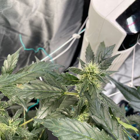 Moby dick XXL  [auto] growlog timeline photo